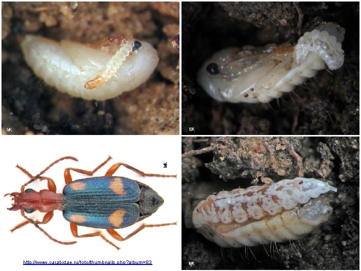 http: //www. carabidae. ru/foto/thumbnails. php? album=83 http: //www. carabidae. ru/foto/thumbnails. php? album=83