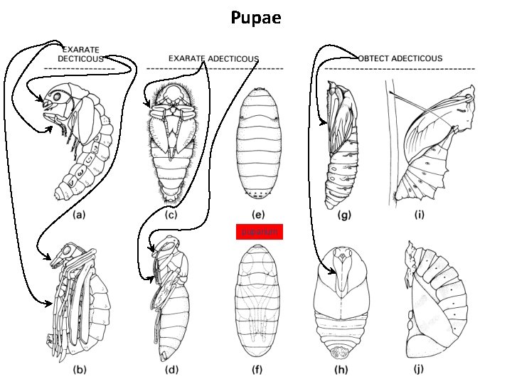Pupae puparium Pupae puparium