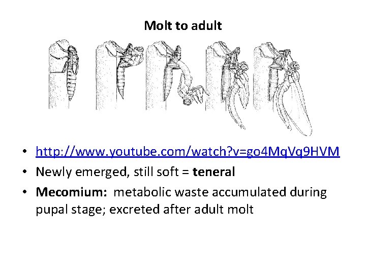 Molt to adult • http: //www. youtube. com/watch? v=go 4 Mq. Vq 9 HVM Molt to adult • http: //www. youtube. com/watch? v=go 4 Mq. Vq 9 HVM