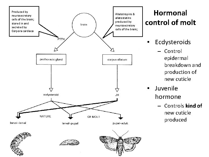 Produced by neurosecretory cells of the brain; stored in and secreted by Corpora cardiaca Produced by neurosecretory cells of the brain; stored in and secreted by Corpora cardiaca