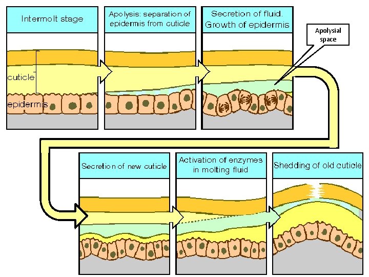 Apolysial space Apolysial space
