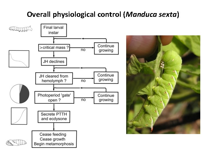 Overall physiological control (Manduca sexta) Overall physiological control (Manduca sexta)