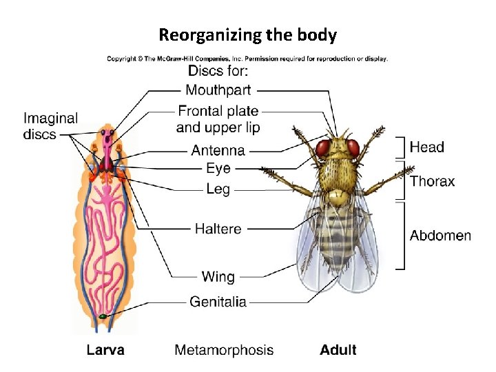 Reorganizing the body Reorganizing the body