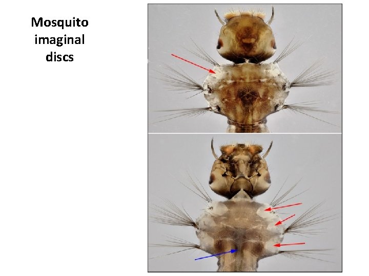 Mosquito imaginal discs Mosquito imaginal discs