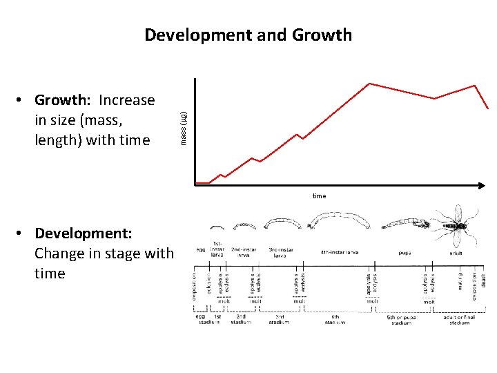 • Growth: Increase in size (mass, length) with time mass (mg) Development and • Growth: Increase in size (mass, length) with time mass (mg) Development and