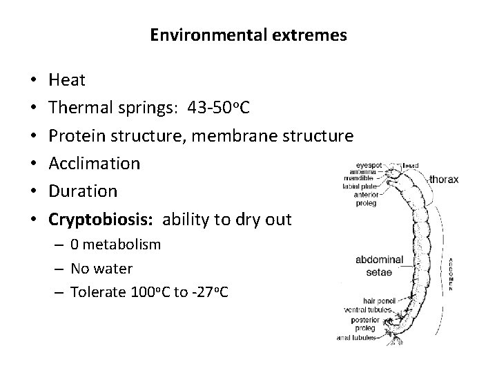 Environmental extremes • • • Heat Thermal springs: 43 -50 o. C Protein structure, Environmental extremes • • • Heat Thermal springs: 43 -50 o. C Protein structure,