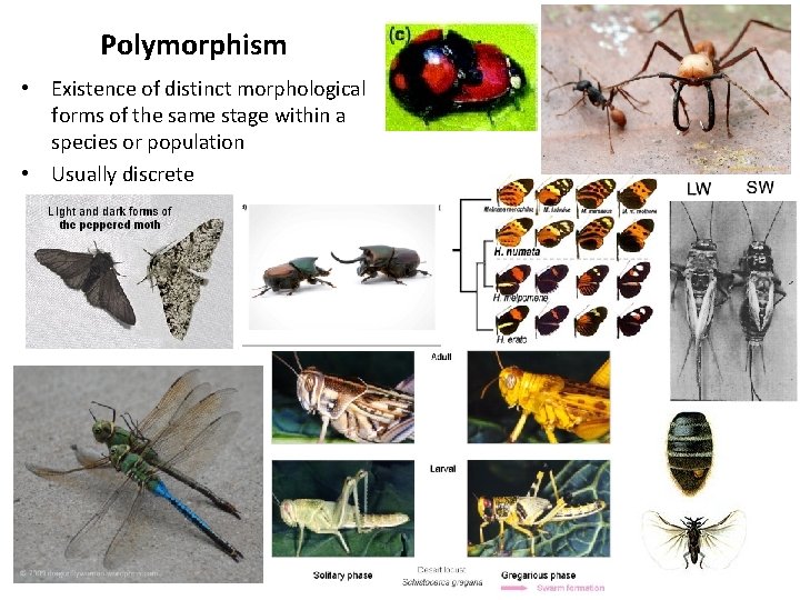 Polymorphism • Existence of distinct morphological forms of the same stage within a species Polymorphism • Existence of distinct morphological forms of the same stage within a species