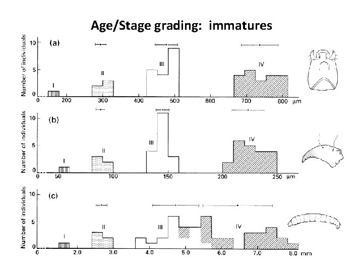 Age/Stage grading: immatures Age/Stage grading: immatures