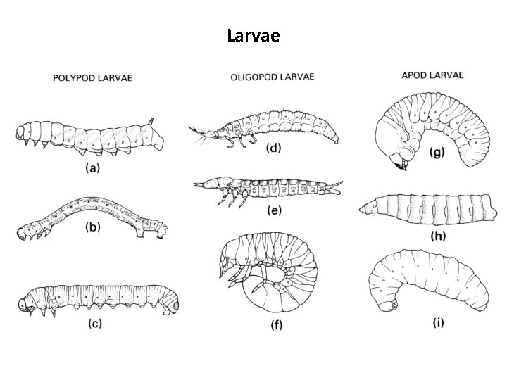 Larvae Larvae