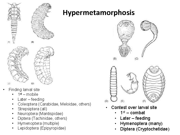 Hypermetamorphosis • Finding larval site • 1 st – mobile • Later – feeding Hypermetamorphosis • Finding larval site • 1 st – mobile • Later – feeding
