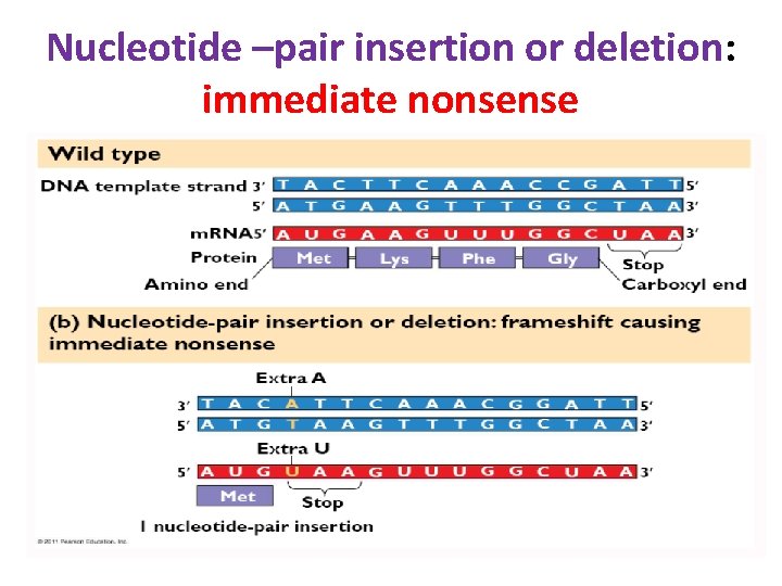 Nucleotide –pair insertion or deletion: immediate nonsense 