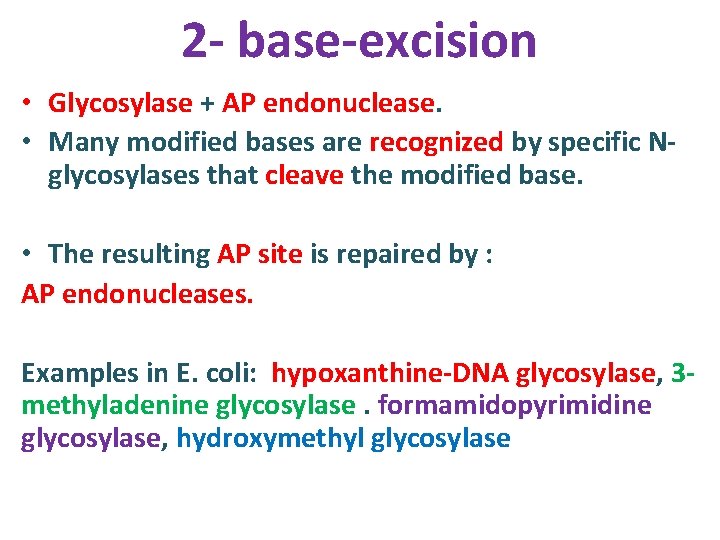 2 - base-excision • Glycosylase + AP endonuclease. • Many modified bases are recognized