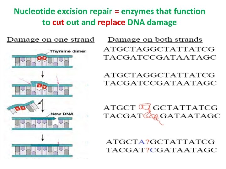 Nucleotide excision repair = enzymes that function to cut out and replace DNA damage