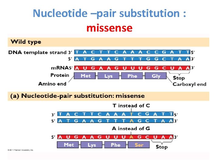 Nucleotide –pair substitution : missense 