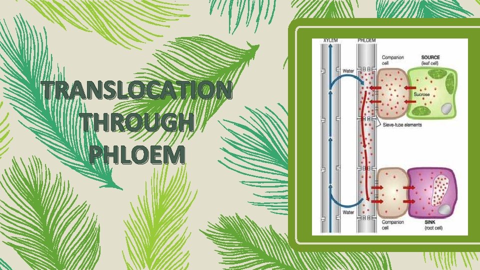 TRANSLOCATION THROUGH PHLOEM 