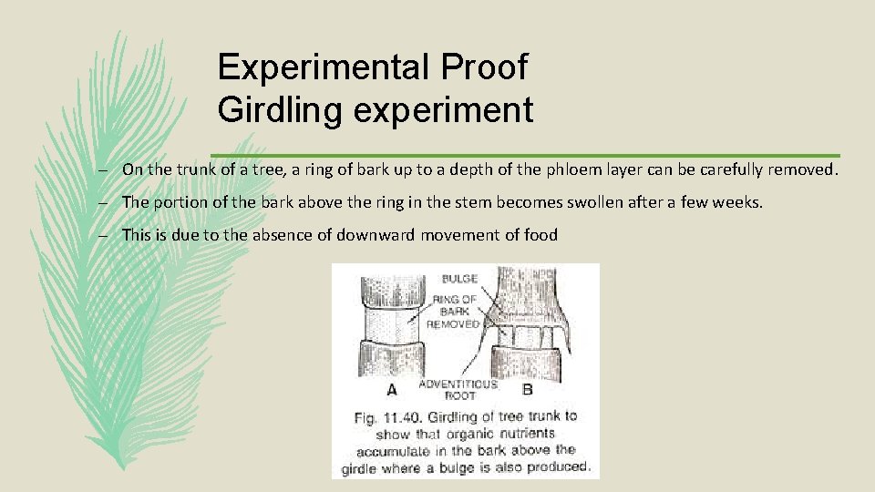 Experimental Proof Girdling experiment – On the trunk of a tree, a ring of