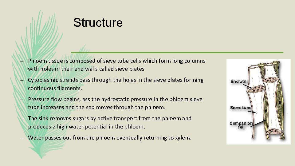 Structure – Phloem tissue is composed of sieve tube cells which form long columns