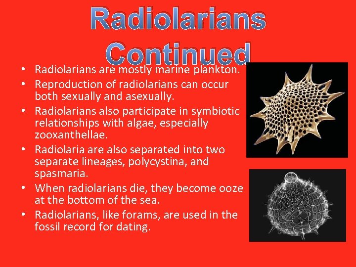 Radiolarians Continued Radiolarians are mostly marine plankton. • • Reproduction of radiolarians can occur