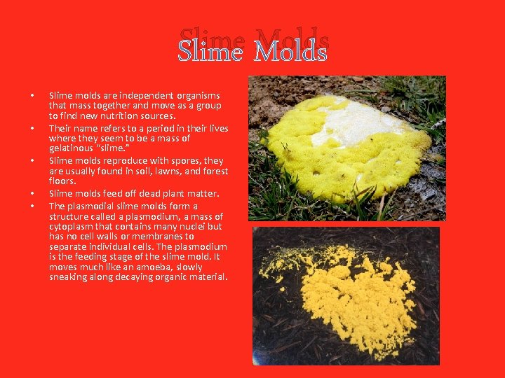 Slime Molds • • • Slime molds are independent organisms that mass together and