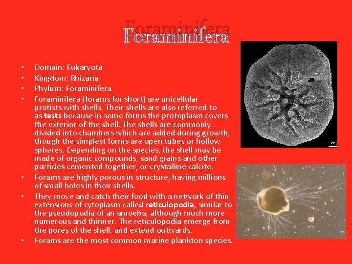 Foraminifera • • Domain: Eukaryota Kingdom: Rhizaria Phylum: Foraminifera (forams for short) are unicellular