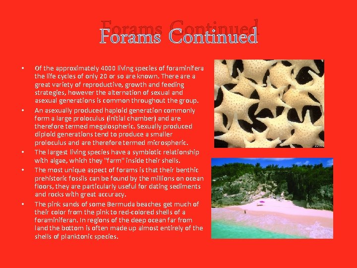 Forams Continued • • • Of the approximately 4000 living species of foraminifera the