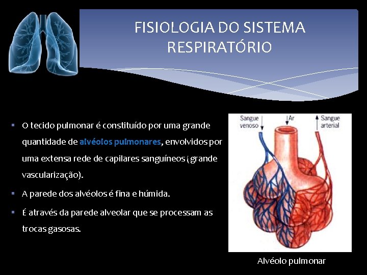 FISIOLOGIA DO SISTEMA RESPIRATÓRIO § O tecido pulmonar é constituído por uma grande quantidade