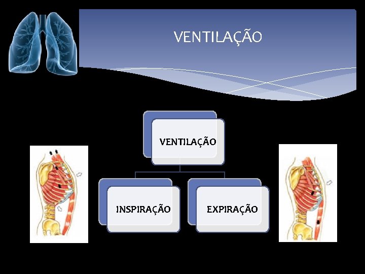 VENTILAÇÃO INSPIRAÇÃO EXPIRAÇÃO 