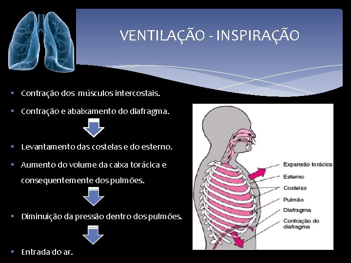 VENTILAÇÃO - INSPIRAÇÃO § Contração dos músculos intercostais. § Contração e abaixamento do diafragma.