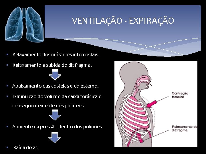 VENTILAÇÃO - EXPIRAÇÃO § Relaxamento dos músculos intercostais. § Relaxamento e subida do diafragma.