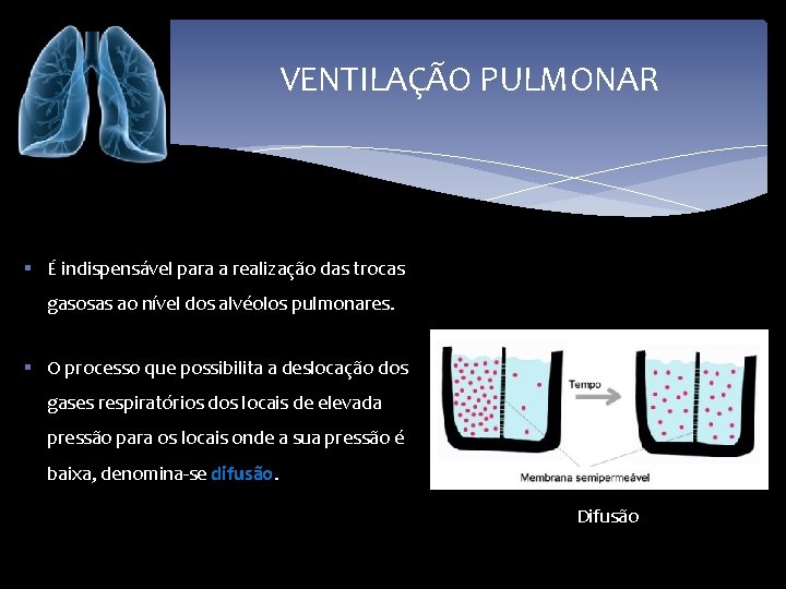 VENTILAÇÃO PULMONAR § É indispensável para a realização das trocas gasosas ao nível dos