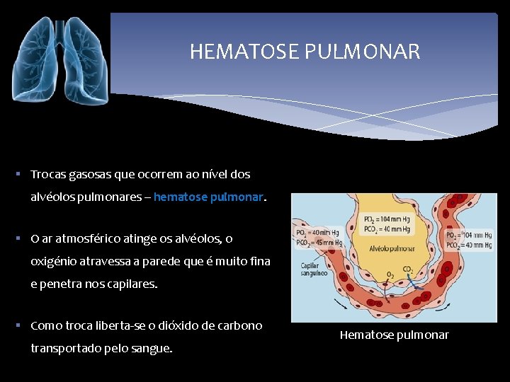 HEMATOSE PULMONAR § Trocas gasosas que ocorrem ao nível dos alvéolos pulmonares – hematose