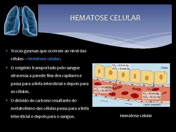 HEMATOSE CELULAR § Trocas gasosas que ocorrem ao nível das células – hematose celular.