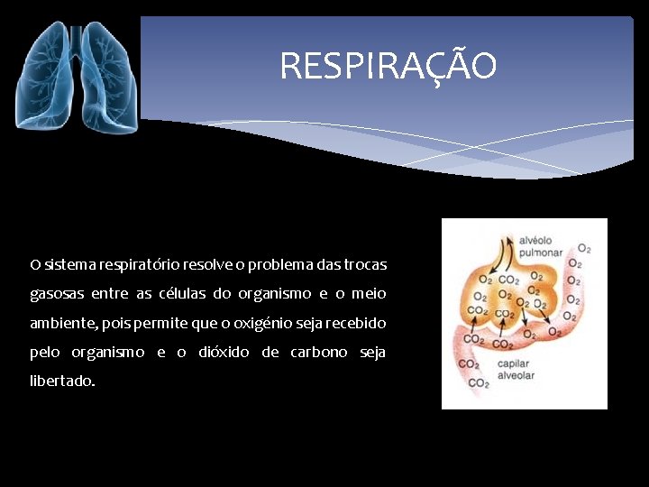 RESPIRAÇÃO O sistema respiratório resolve o problema das trocas gasosas entre as células do