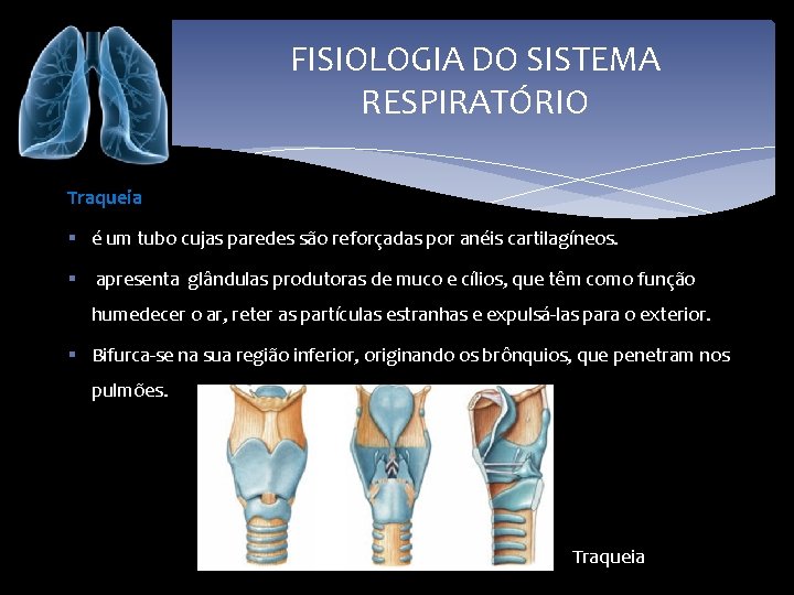 FISIOLOGIA DO SISTEMA RESPIRATÓRIO Traqueia § é um tubo cujas paredes são reforçadas por