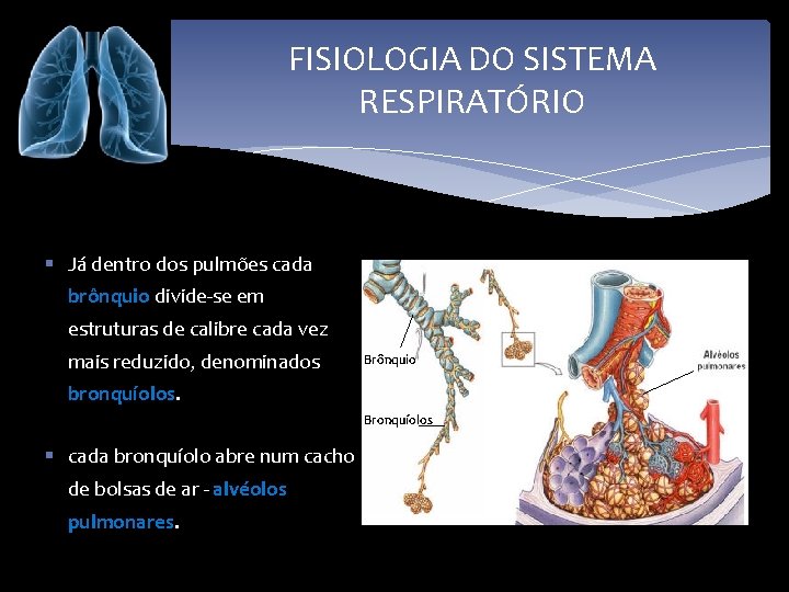 FISIOLOGIA DO SISTEMA RESPIRATÓRIO § Já dentro dos pulmões cada brônquio divide-se em estruturas