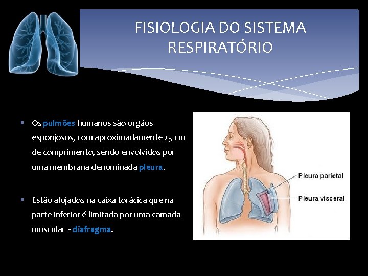 FISIOLOGIA DO SISTEMA RESPIRATÓRIO § Os pulmões humanos são órgãos esponjosos, com aproximadamente 25
