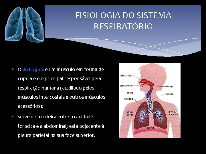 FISIOLOGIA DO SISTEMA RESPIRATÓRIO § O diafragma é um músculo em forma de cúpula
