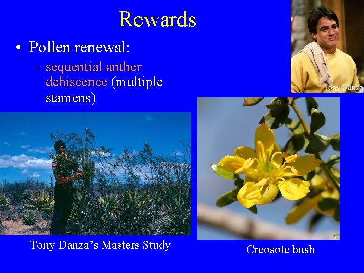 Rewards • Pollen renewal: – sequential anther dehiscence (multiple stamens) Tony Danza’s Masters Study