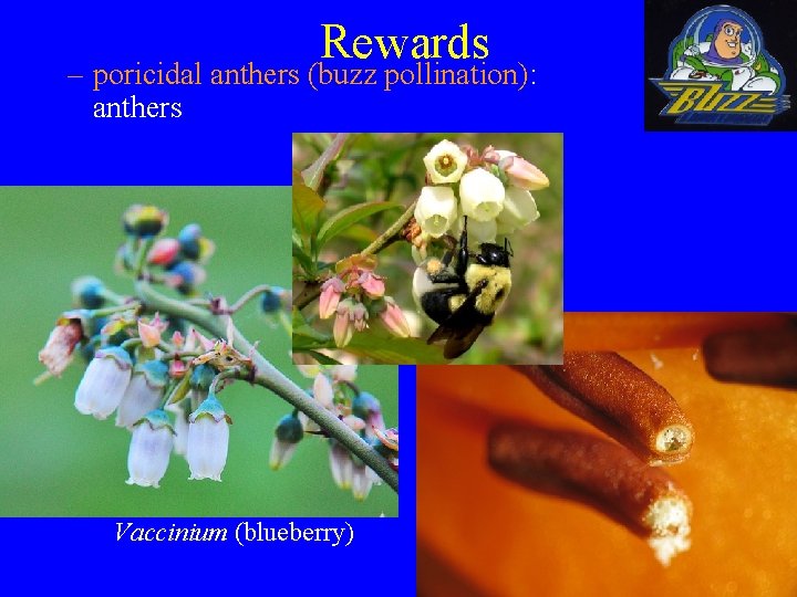 Rewards – poricidal anthers (buzz pollination): anthers Vaccinium (blueberry) 