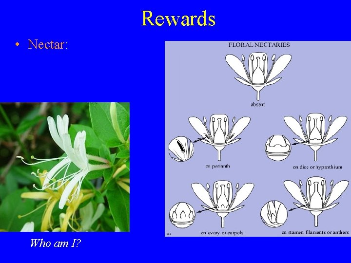 Rewards • Nectar: Who am I? 