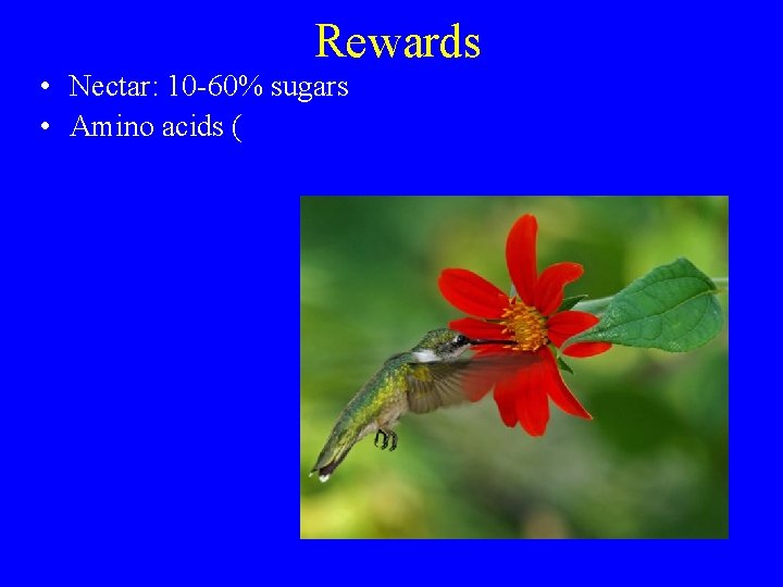 Rewards • Nectar: 10 -60% sugars • Amino acids ( 