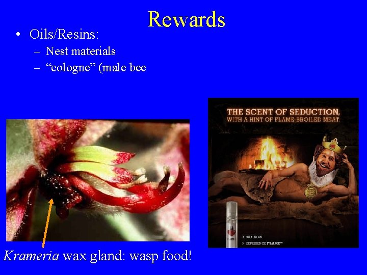 • Oils/Resins: Rewards – Nest materials – “cologne” (male bee Krameria wax gland: