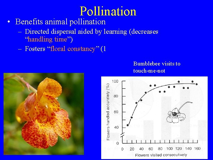 Pollination • Benefits animal pollination – Directed dispersal aided by learning (decreases “handling time”)