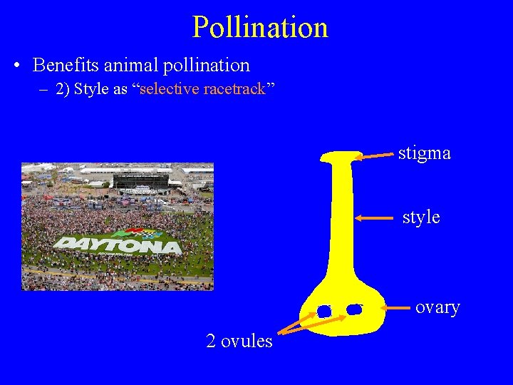 Pollination • Benefits animal pollination – 2) Style as “selective racetrack” stigma style ovary
