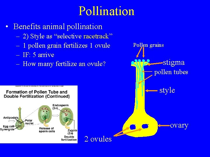 Pollination • Benefits animal pollination – – 2) Style as “selective racetrack” 1 pollen