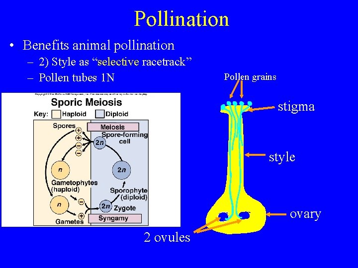 Pollination • Benefits animal pollination – 2) Style as “selective racetrack” – Pollen tubes