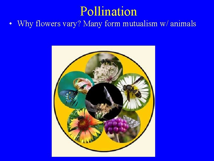 Pollination • Why flowers vary? Many form mutualism w/ animals 