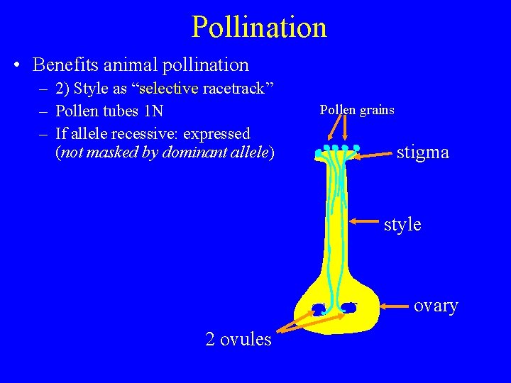 Pollination • Benefits animal pollination – 2) Style as “selective racetrack” – Pollen tubes