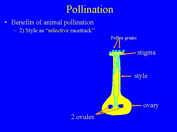 Pollination • Benefits of animal pollination – 2) Style as “selective racetrack” Pollen grains