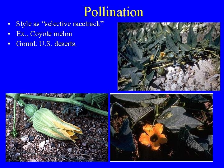 Pollination • Style as “selective racetrack” • Ex. , Coyote melon • Gourd: U.